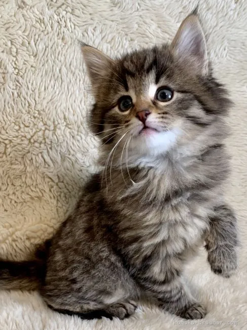 ID:1902-01301の子猫