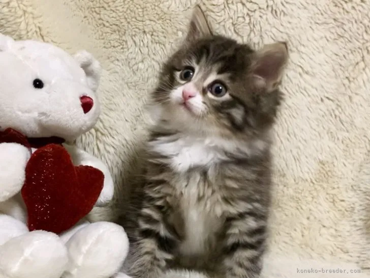 ID:2203-01909の子猫