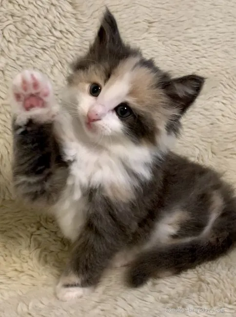 ID：1904-01150の子猫