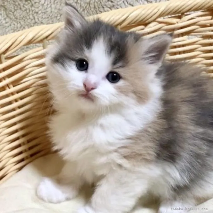 ID：2211-01429の子猫