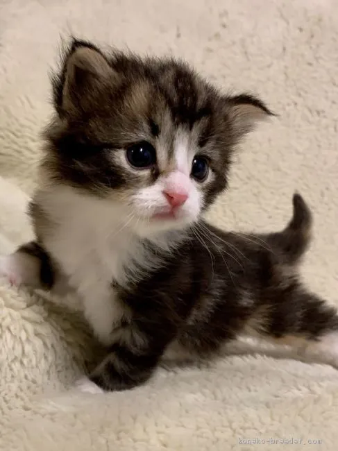 ID:1904-01141の子猫