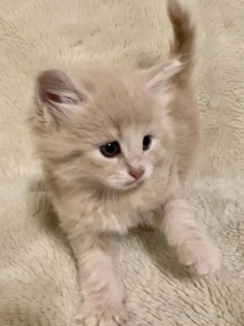 ID:1903-00558の子猫