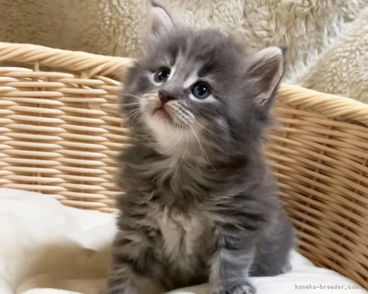 ID:2106-02569の子猫