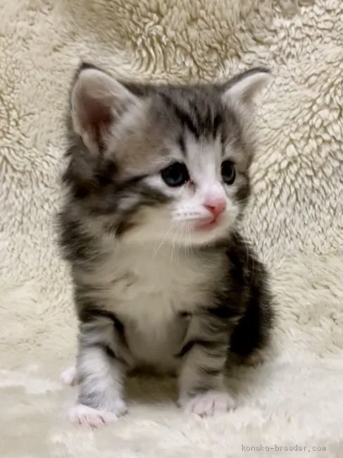 ID:2103-00227の子猫