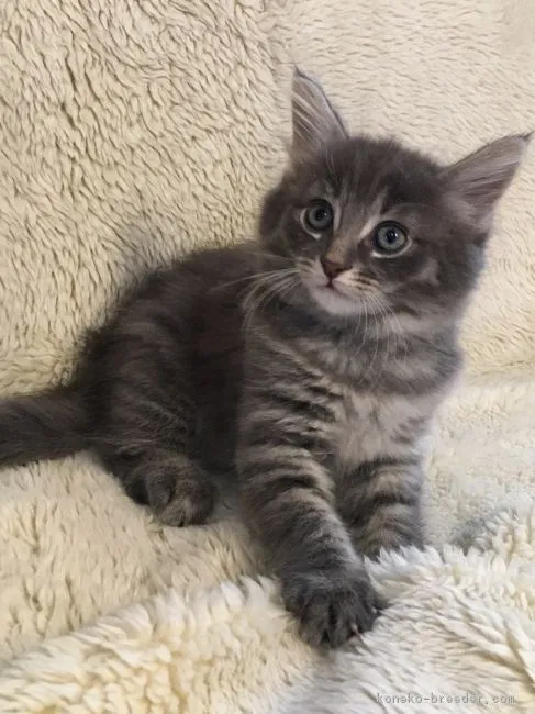 ID：1809-00803の子猫