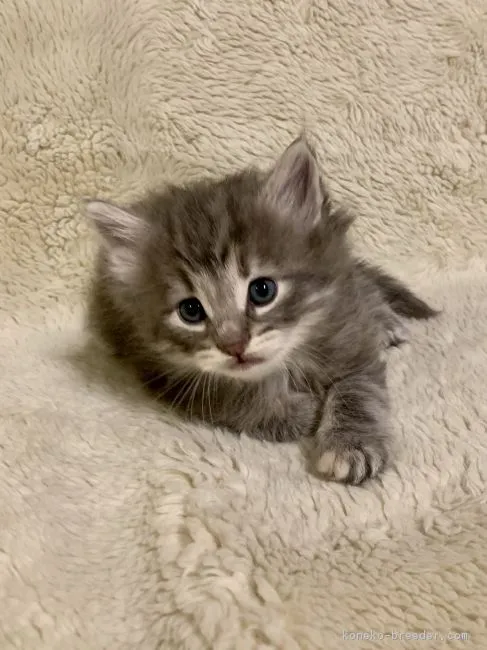 ID：1903-00561の子猫
