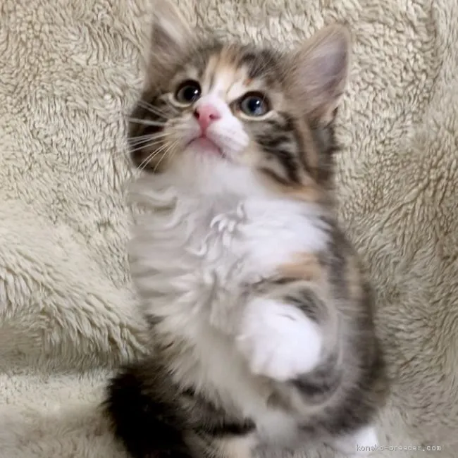 ID:2007-00088の子猫