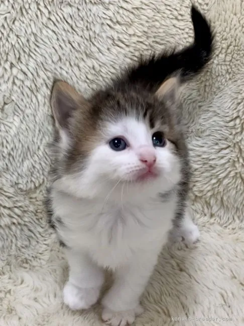 ID：2006-01851の子猫