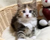 ノルウェージャンフォレストキャット【兵庫県・女の子・2021年5月25日・ブラウンパッチドタビー&ホワイト】の写真2