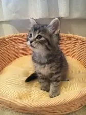 ノルウェージャンフォレストキャット【兵庫県・男の子・2018年1月28日・シルバーマッカレルタビー】の写真2