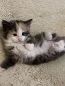 ノルウェージャンフォレストキャット【兵庫県・女の子・2019年3月16日・ブルークリーム&ホワイト】の写真3