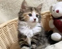 ノルウェージャンフォレストキャット【兵庫県・女の子・2021年5月25日・ブラウンパッチドタビー&ホワイト】の写真3