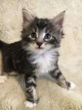 ノルウェージャンフォレストキャット【兵庫県・男の子・2018年6月18日・シルバークラシックタビー&ホワイト】の写真3