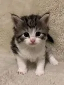 ノルウェージャンフォレストキャット【兵庫県・男の子・2019年3月22日・シルバーマッカレルタビー&ホワイト】の写真3