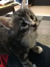 ノルウェージャンフォレストキャット【兵庫県・男の子・2018年6月18日・シルバークラシックタビー&ホワイト】の写真4