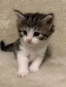 ノルウェージャンフォレストキャット【兵庫県・男の子・2019年3月22日・シルバーマッカレルタビー&ホワイト】の写真5