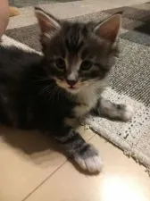 ノルウェージャンフォレストキャット【兵庫県・男の子・2018年6月18日・シルバークラシックタビー&ホワイト】の写真5