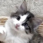 ノルウェージャンフォレストキャット