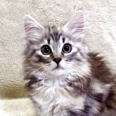 ノルウェージャンフォレストキャット