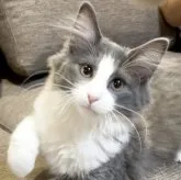 ノルウェージャンフォレストキャット