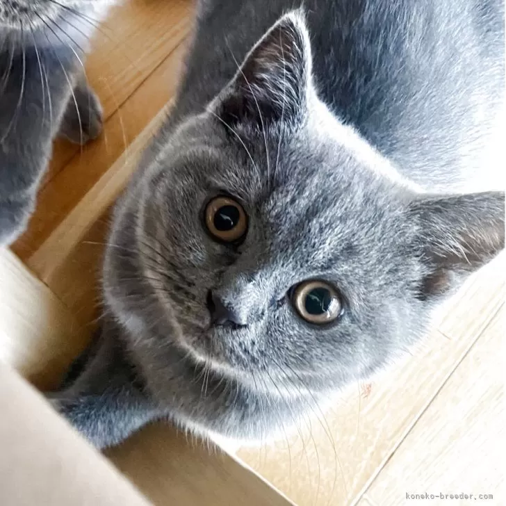 N.A 様のお迎えした子猫