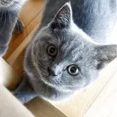 ブリティッシュショートヘア【東京都・女の子・2025年2月6日・ブルー】の写真1