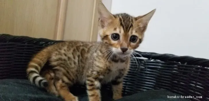 ID:1912-00420の子猫