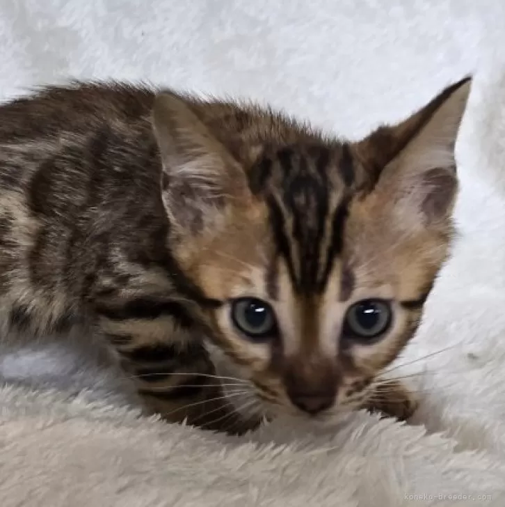ID：2408-03058の子猫