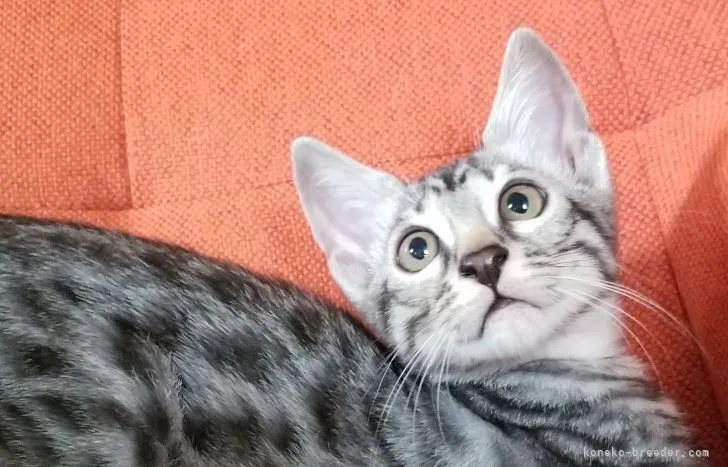 ID:2108-00287の子猫