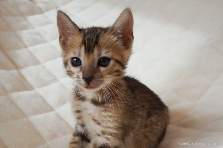 ID:1612-00180の子猫