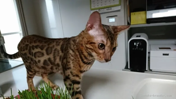 ID：1612-00178の子猫