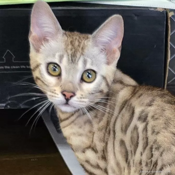 ID:2409-01913の子猫