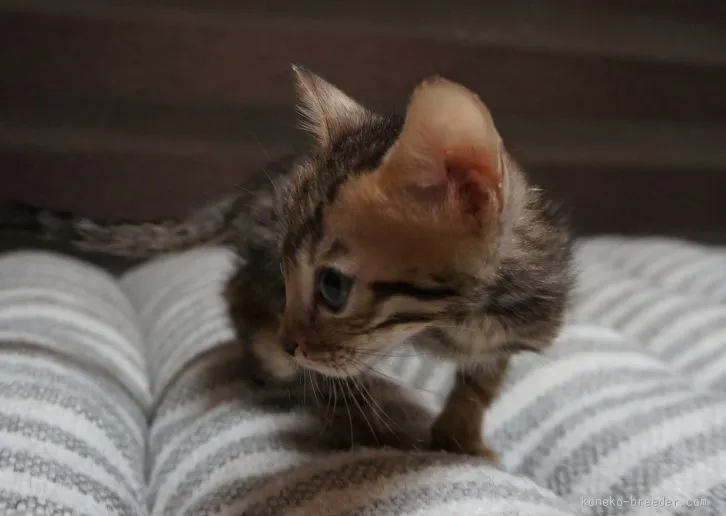 ID:1602-00151の子猫