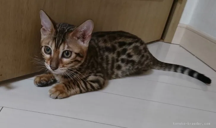 ID:1801-00958の子猫