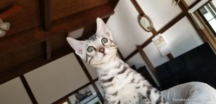 ID：2111-01547の子猫