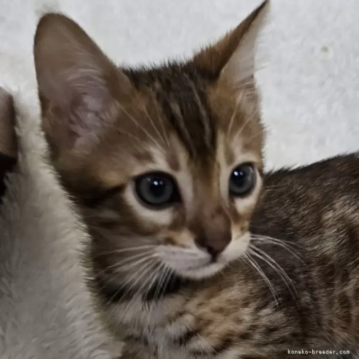 ID：2409-00590の子猫