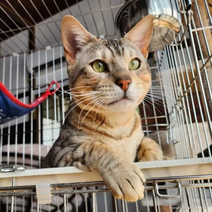 ID：2206-00986の子猫