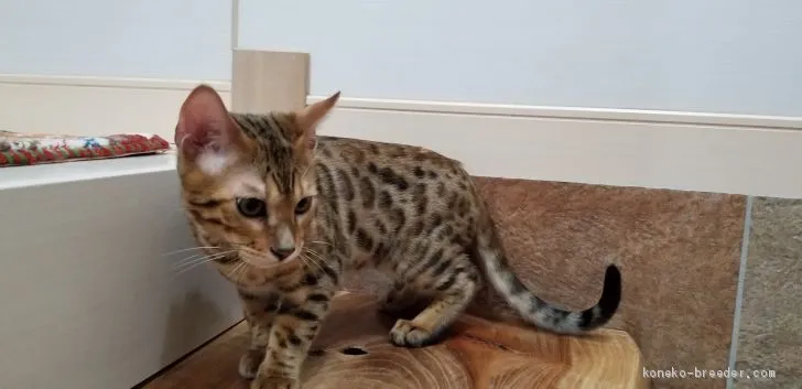 ID：1909-00972の子猫