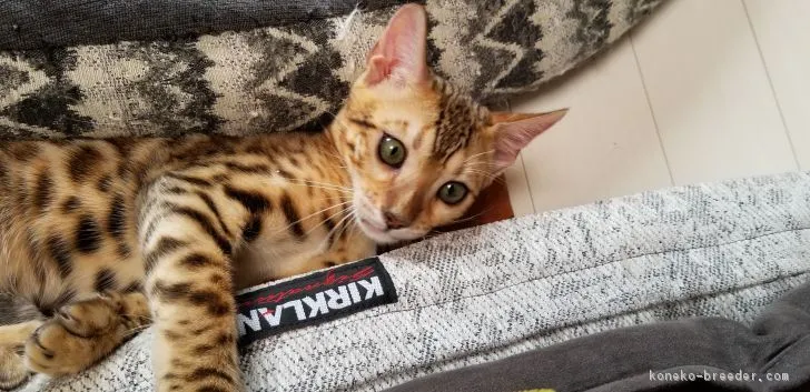 ID：1806-01688の子猫