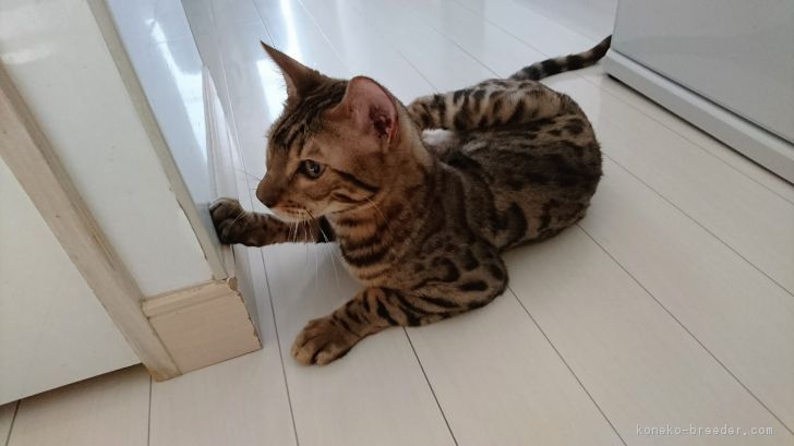 ID:1609-00512の子猫