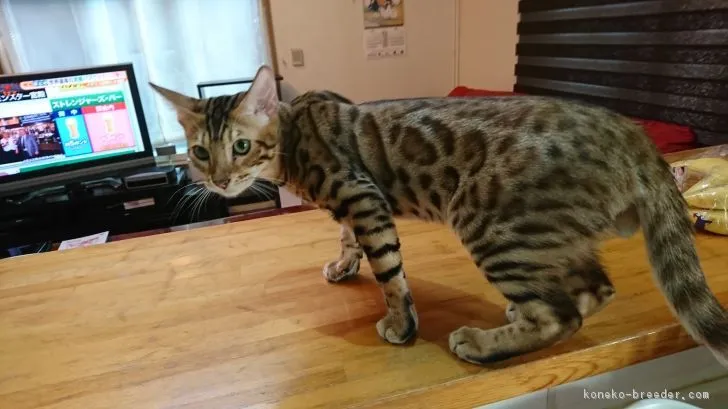 ID:1707-01181の子猫