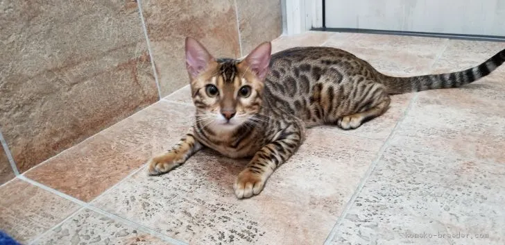 ID：1812-00874の子猫