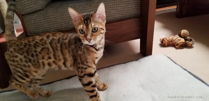 ID：1904-00117の子猫