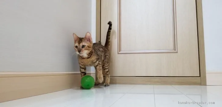 ID:2010-00046の子猫