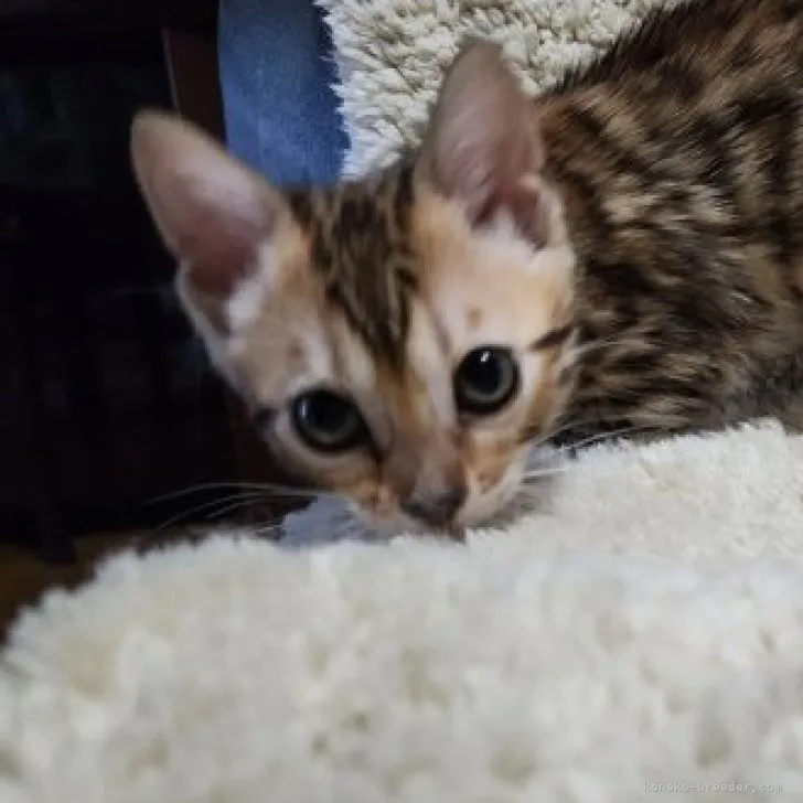 ID:2306-03346の子猫