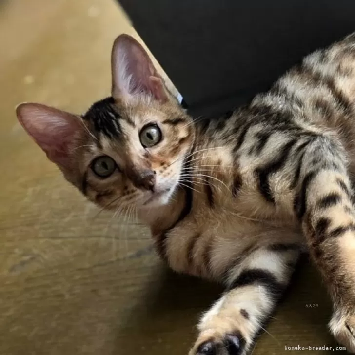 ID:2405-00303の子猫
