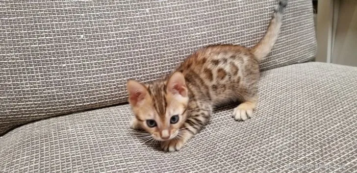 ID：2005-02014の子猫