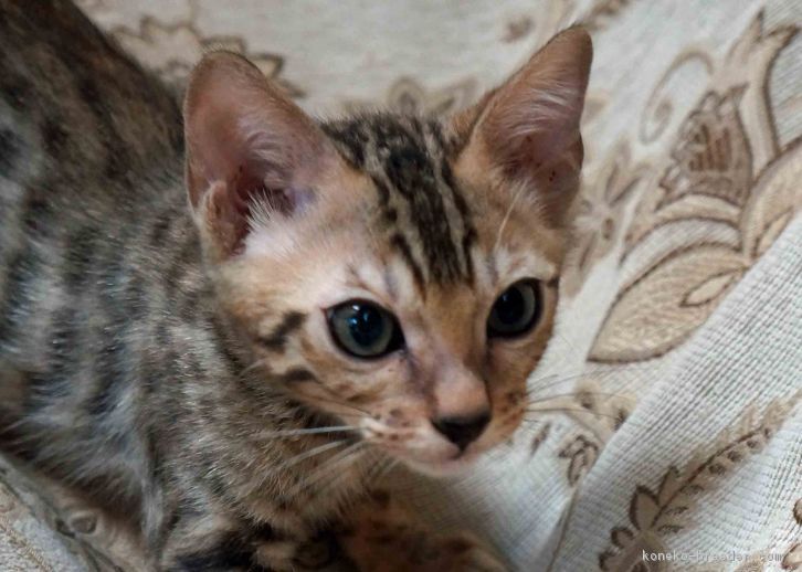 ID:1608-00675の子猫