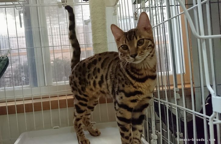 ID:1608-00674の子猫