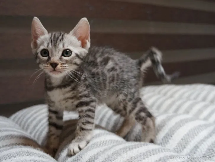 安藤光 様のお迎えした子猫